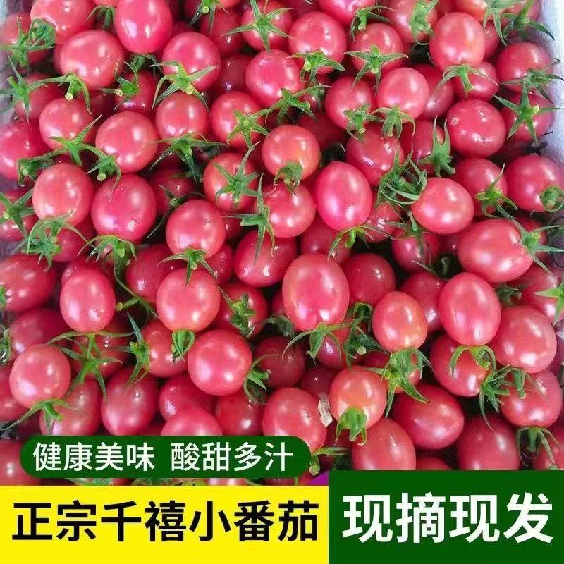 正宗山东千禧圣女果新鲜现摘自然熟樱桃小番茄应季生吃水果2-5斤