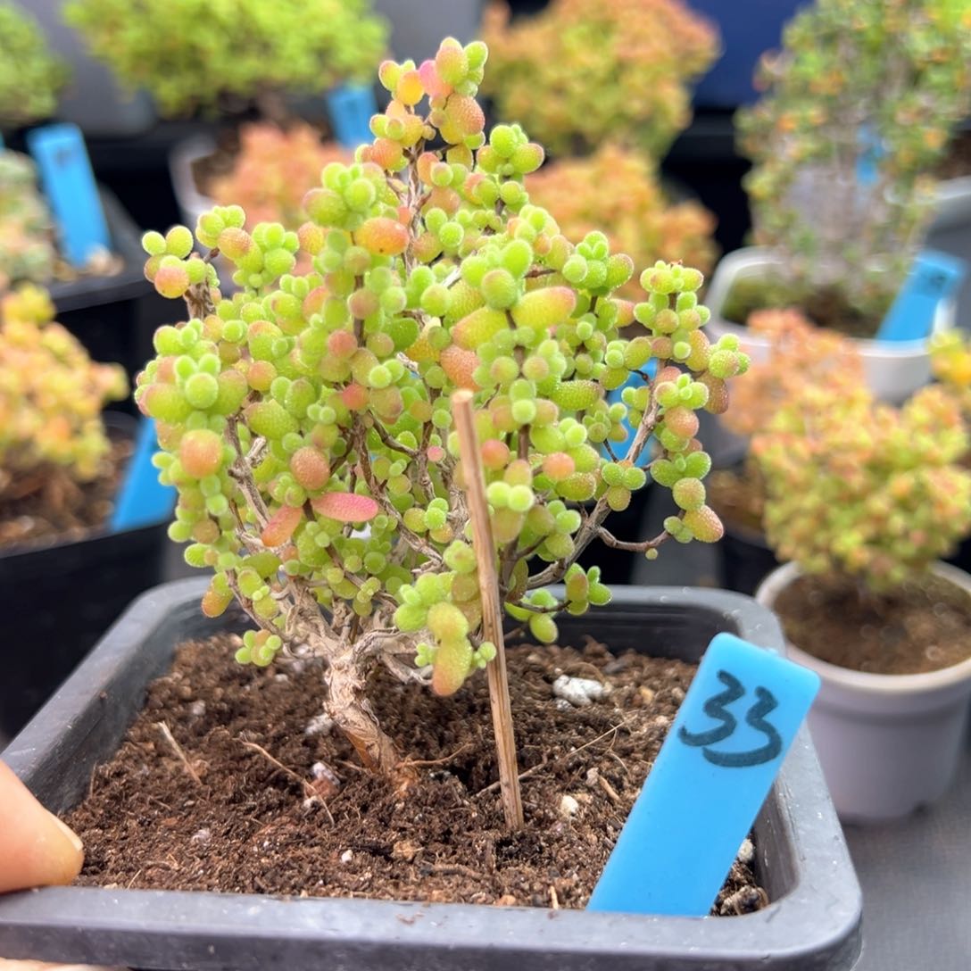 夭桩造型金桔糖球33号