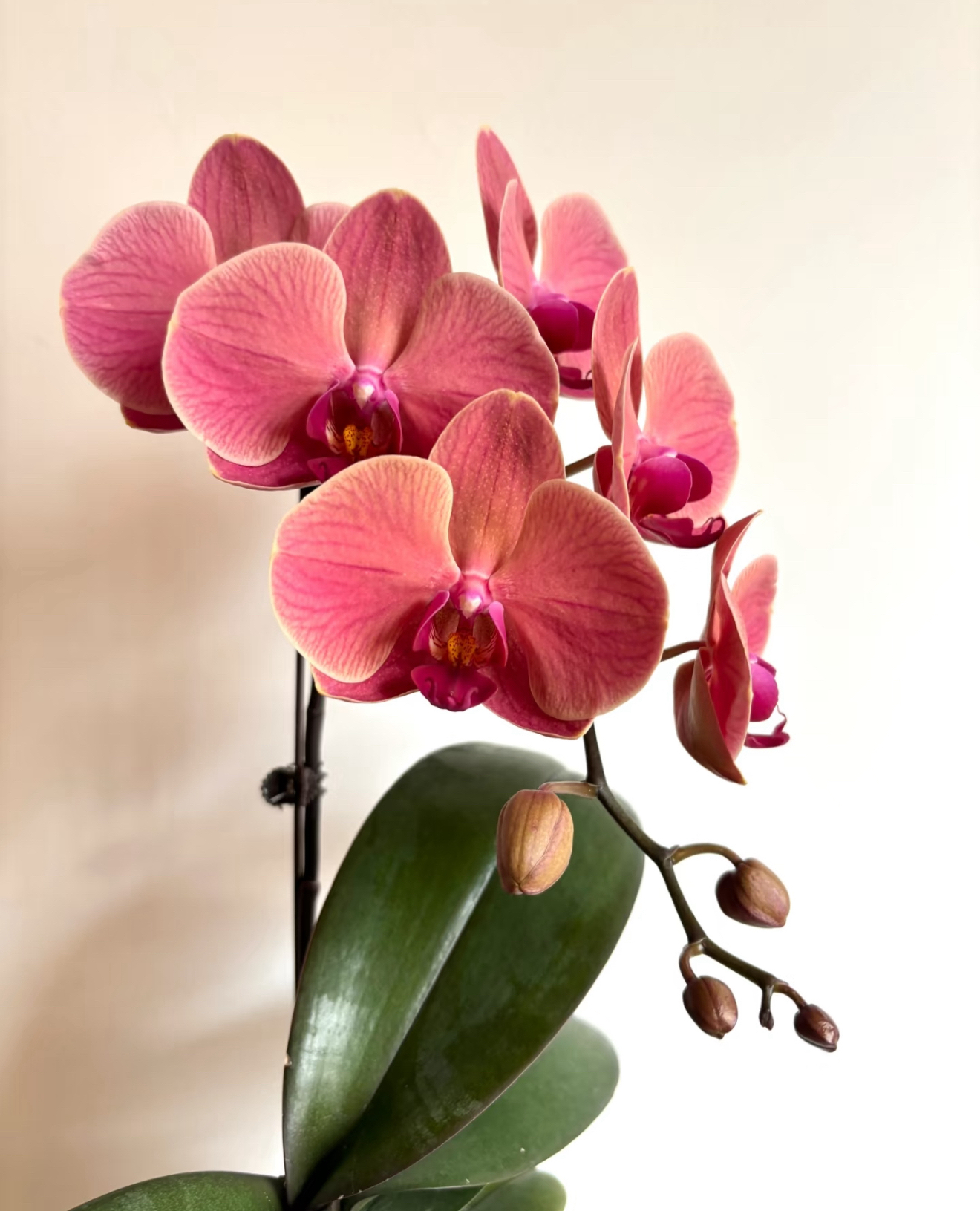 蝴蝶兰纳博纳3.5寸加高加大杯精品苗