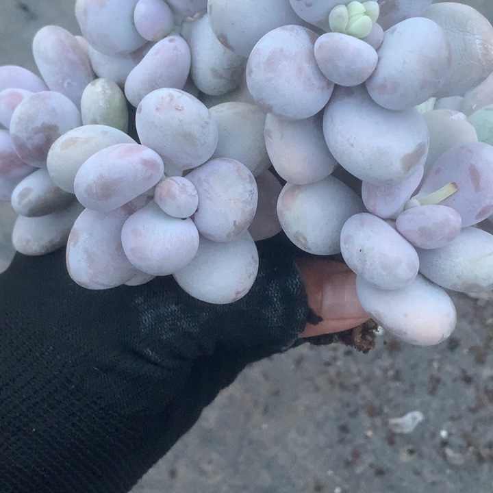 韩版芭比7颗。包邮。多肉