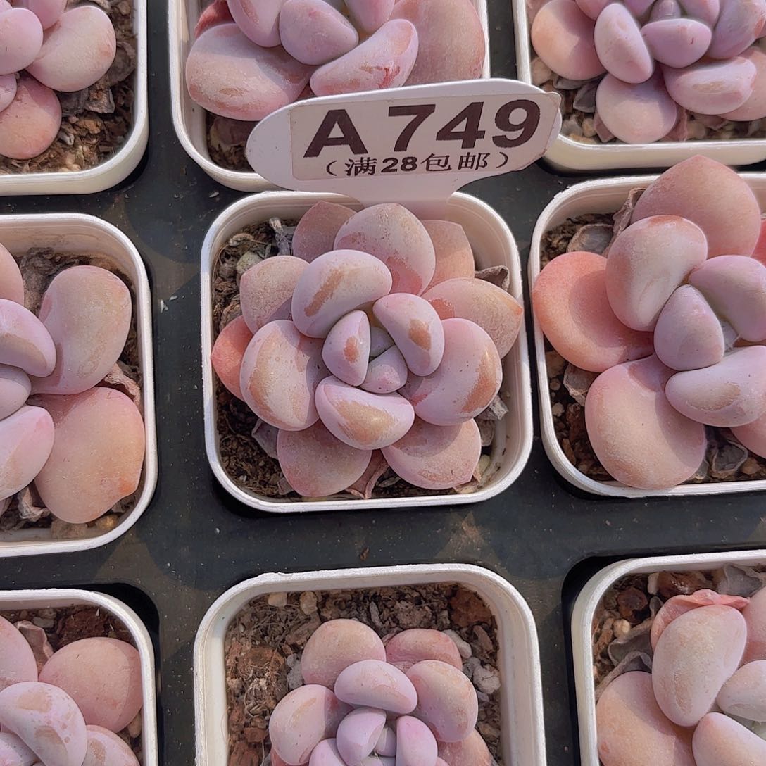 A749傲雪娜娜一物一拍