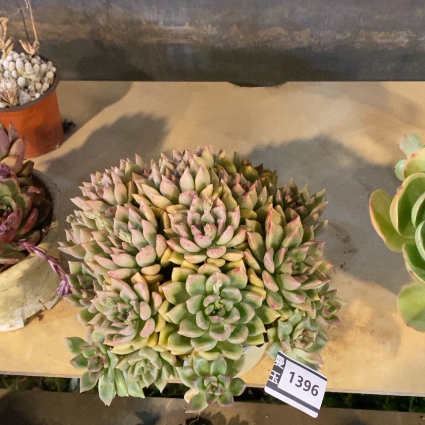 【闪购商品】璀璨1396