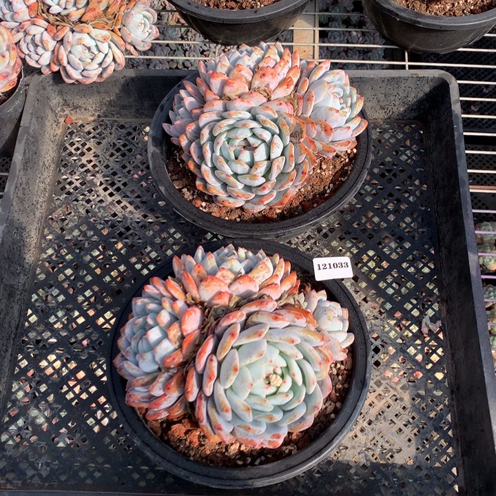 131033两个嗯嗯嗯嗯嗯嗯好