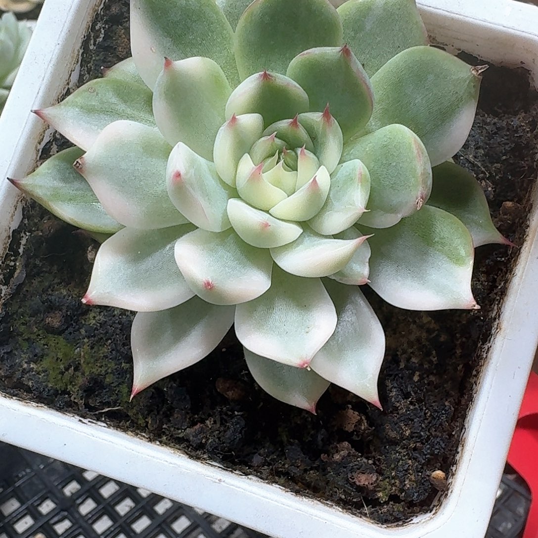 吉娃娃锦多肉植物