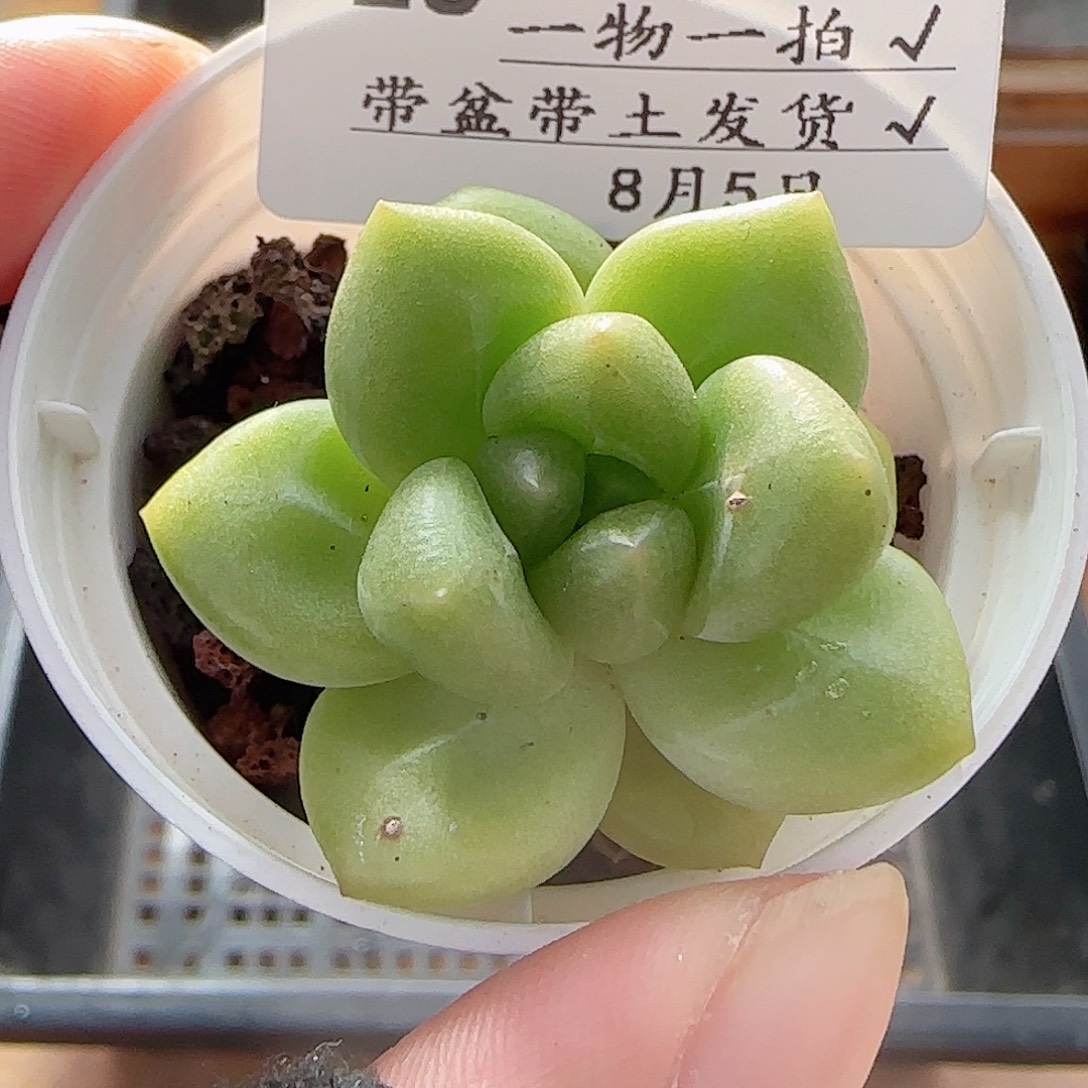 多肉0805-28芒果奶