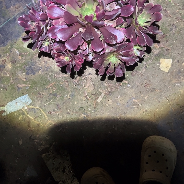 不包侧枝一物一拍156