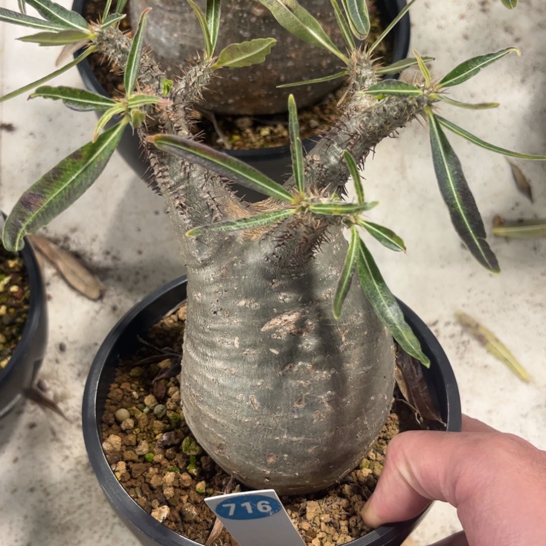 716象牙宫带盆带土发货