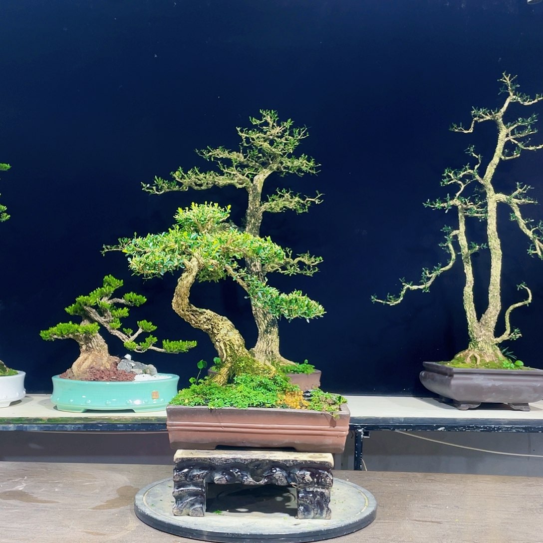 完全开放黄杨盆景四季常青