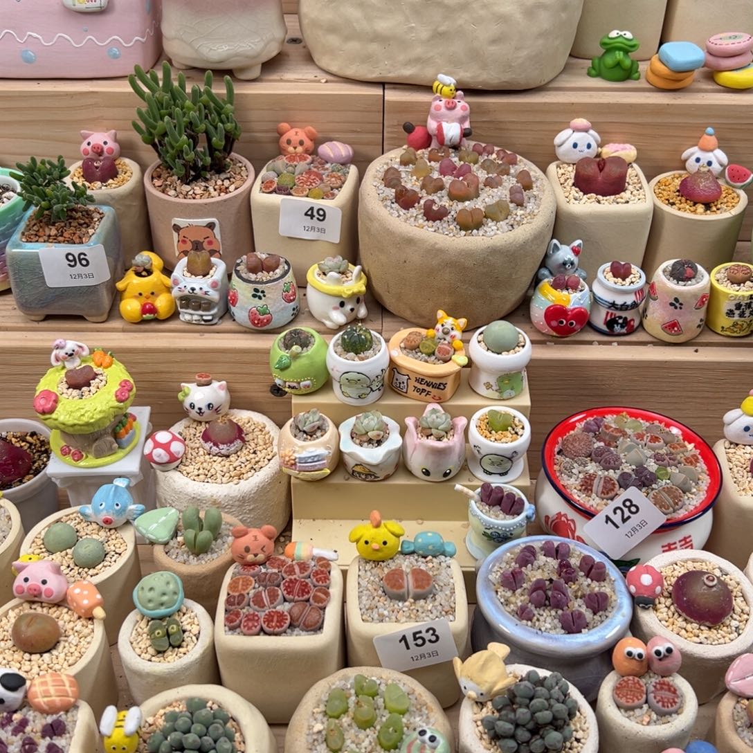 卡***木多肉植物188号种高尔夫