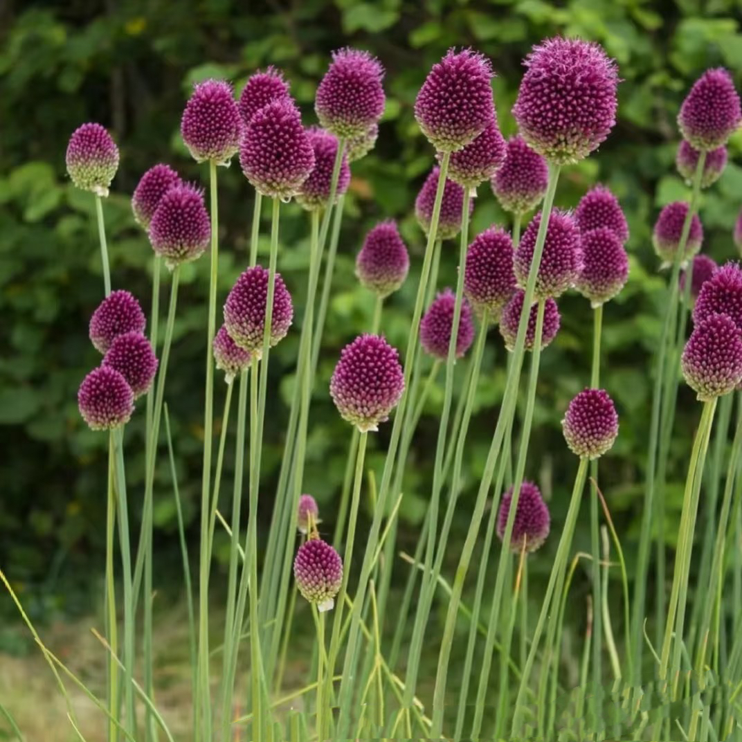 【弯葱鲜切花】王安园艺浮力链接直播间进口大花葱切花