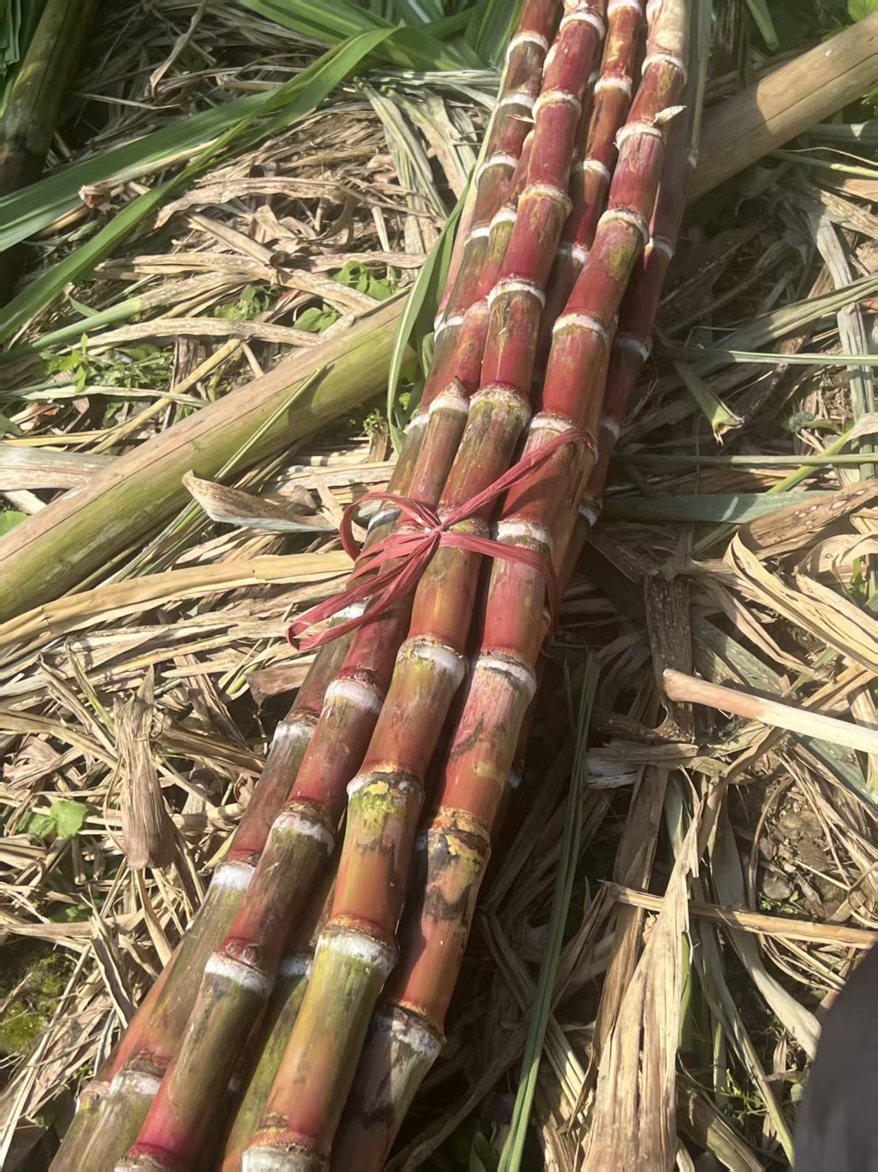 云南老品种红皮脆皮甘蔗现砍现发精选9斤