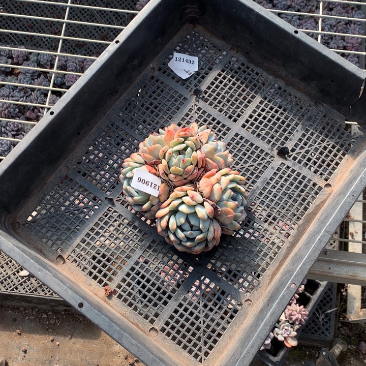 大***ˆ131906多头一个嗯嗯嗯好