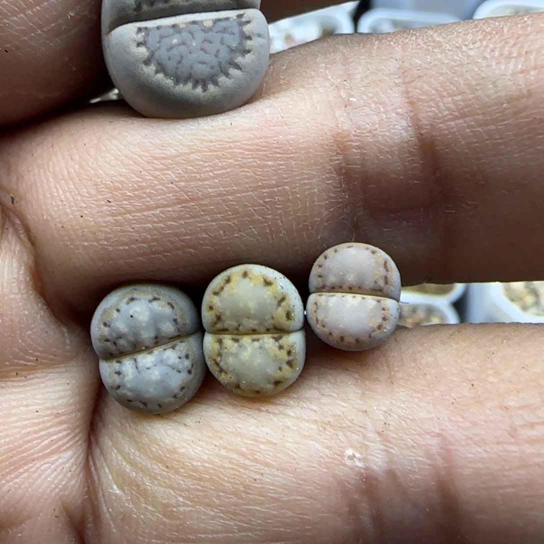 z****Zoey 生石花大棚直播