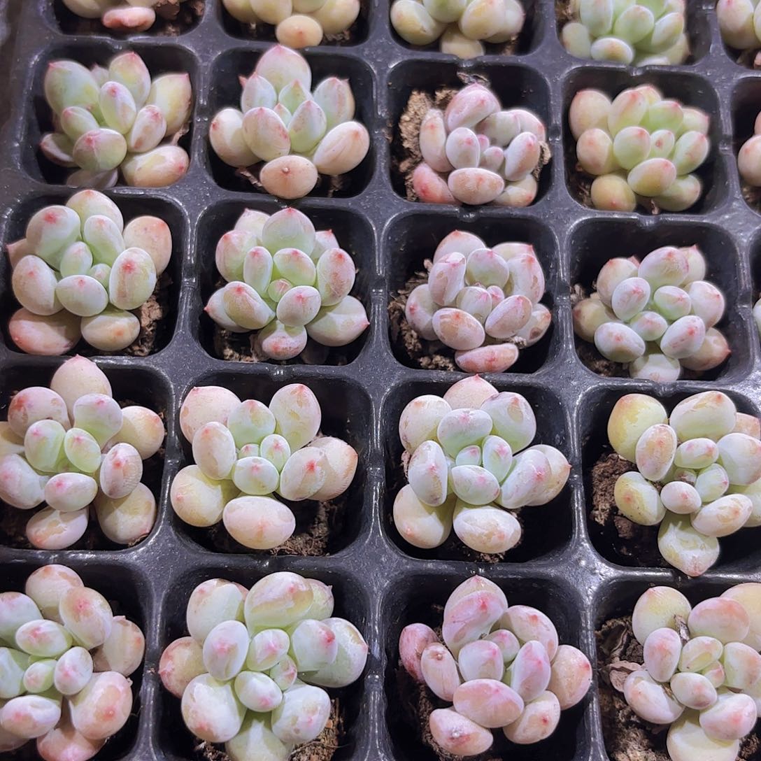 小穴苗香水2米2颗