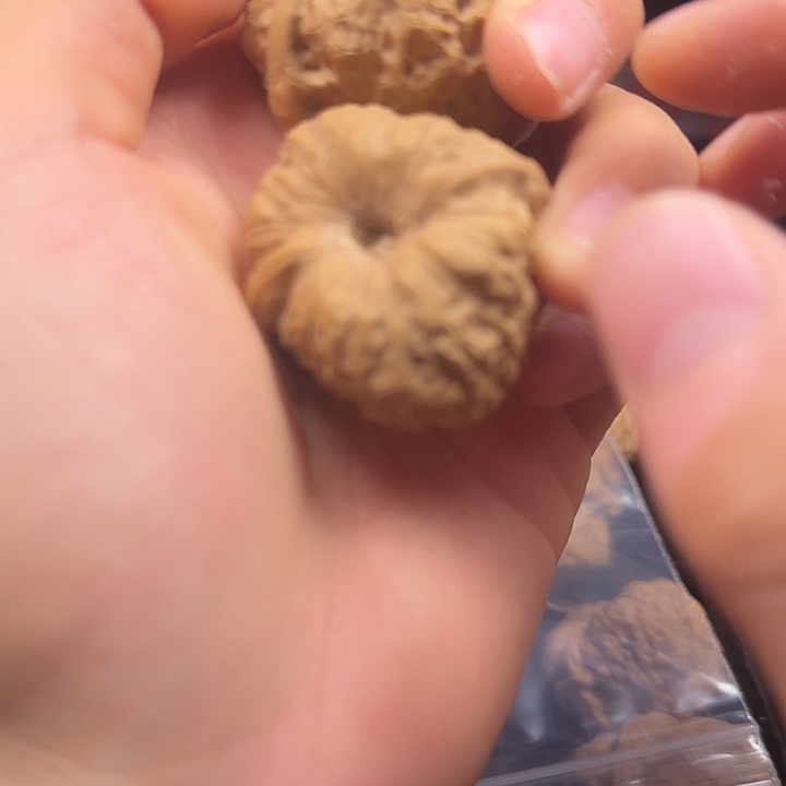 旧***粒龙脊菩提吊坠啊啊啊啊啊啊啊南瓜2