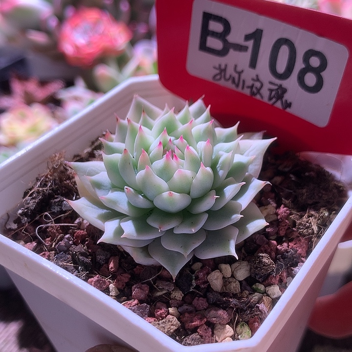 扎尔玫瑰覆轮锦有根