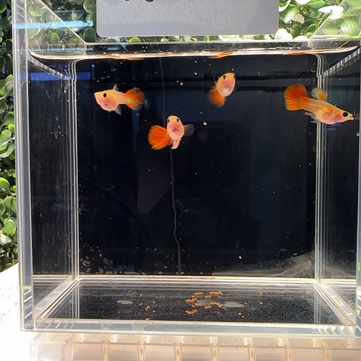 孔雀鱼孔雀鱼琉璃两对