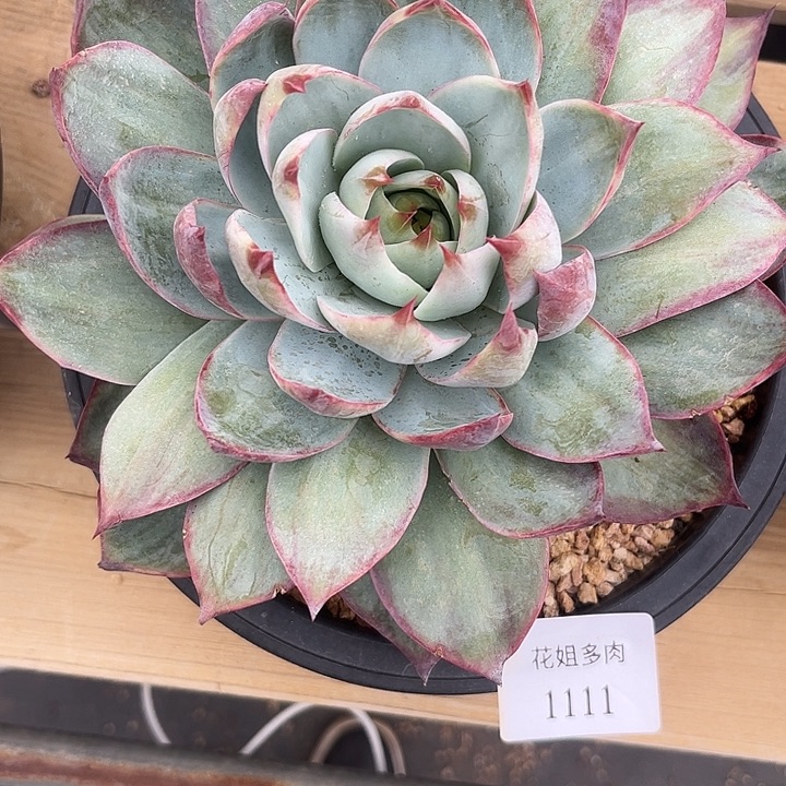 怀***瑾1111一颗88888888888