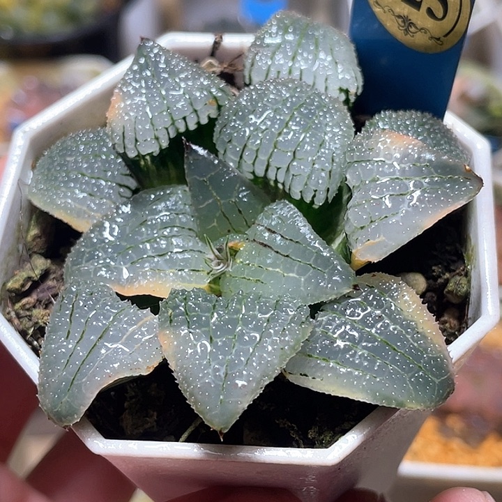 725天空之镜锦亚成猪