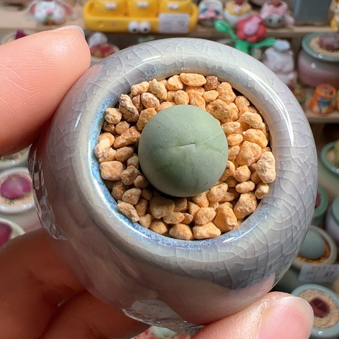 多肉植物39号西瓜蛋