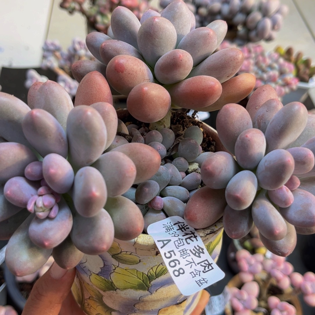 568/12cm彩虹奶多肉植物