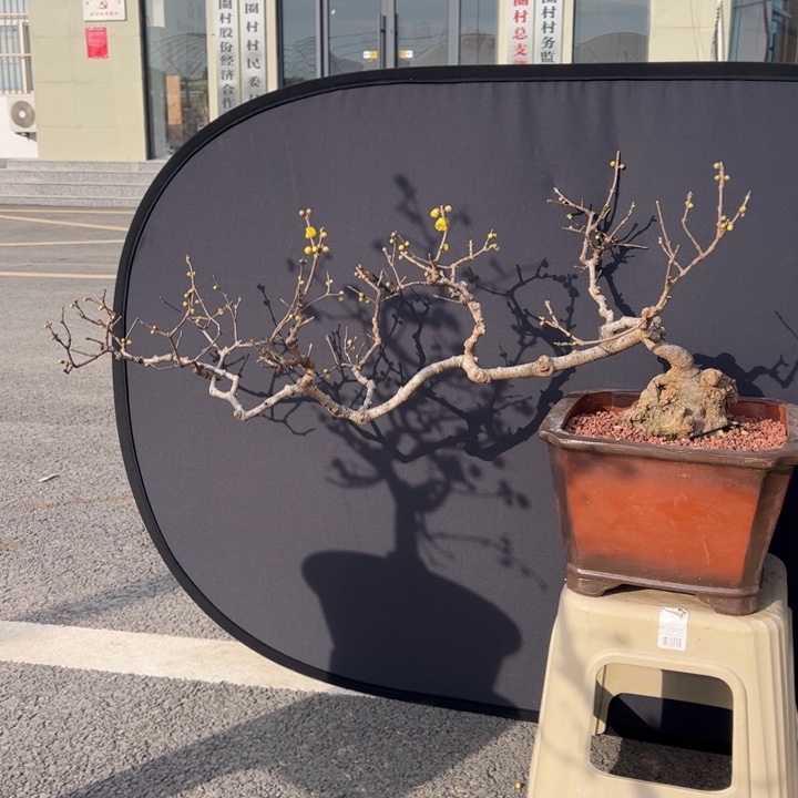 第***头大量花朵（建议范围：8朵-15朵 或40%以上）