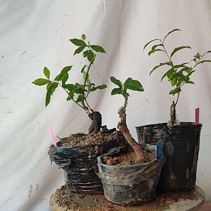 无花朵金弹子中国红  5号  长寿
