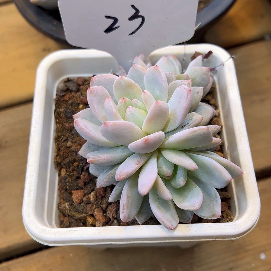 橙梦露缀化编号23