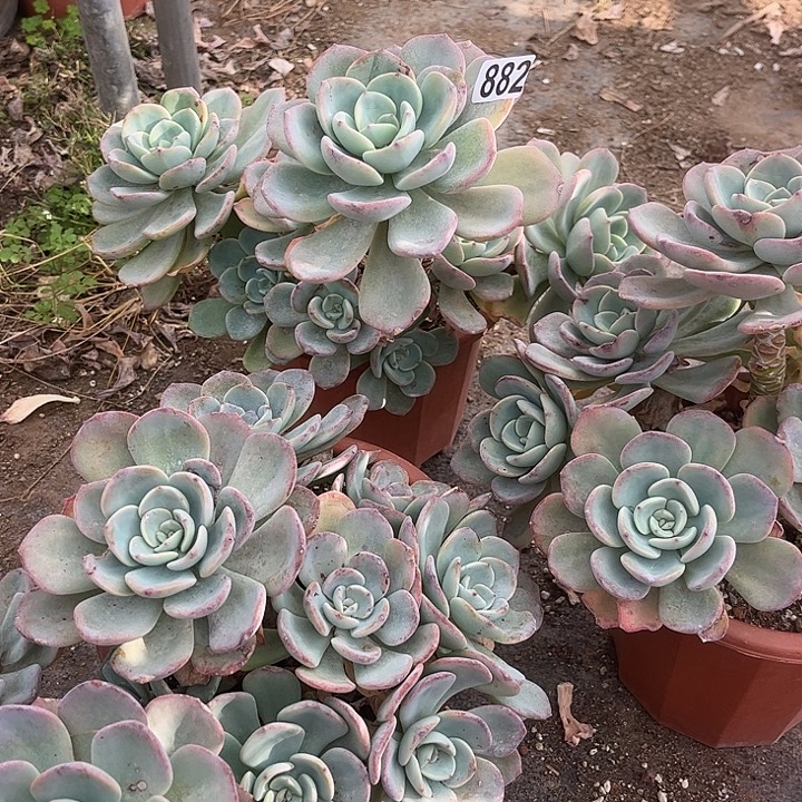 虹***882三棵白月光不售后白凤脱土发货不退不换