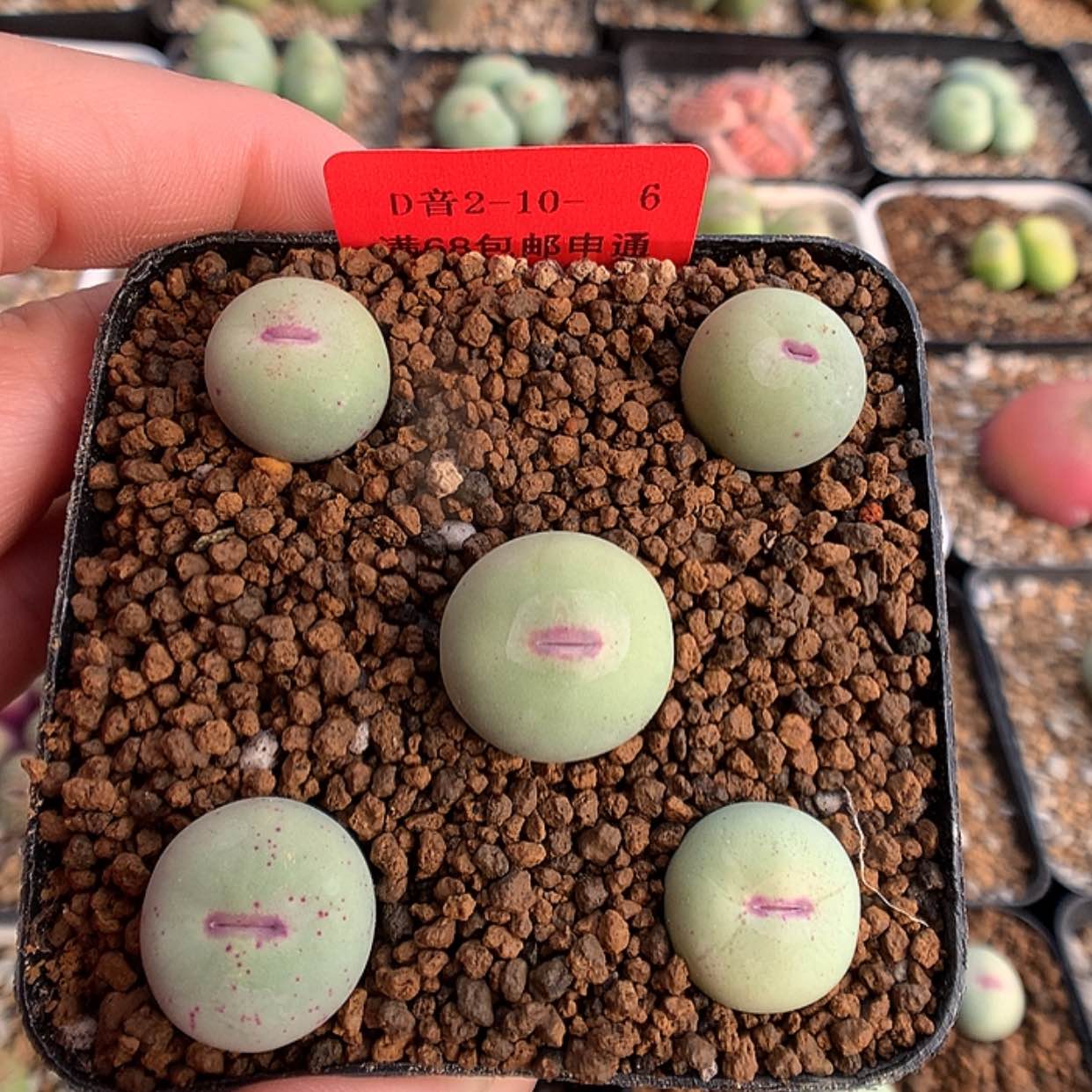 【闪购商品】2-10-6 小红嘴一盆 100