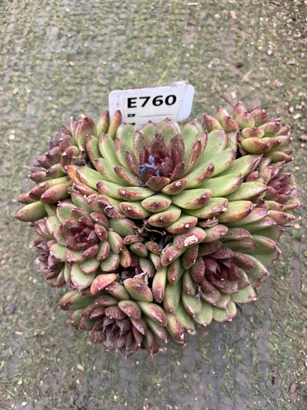 黑水晶多肉一物一拍760