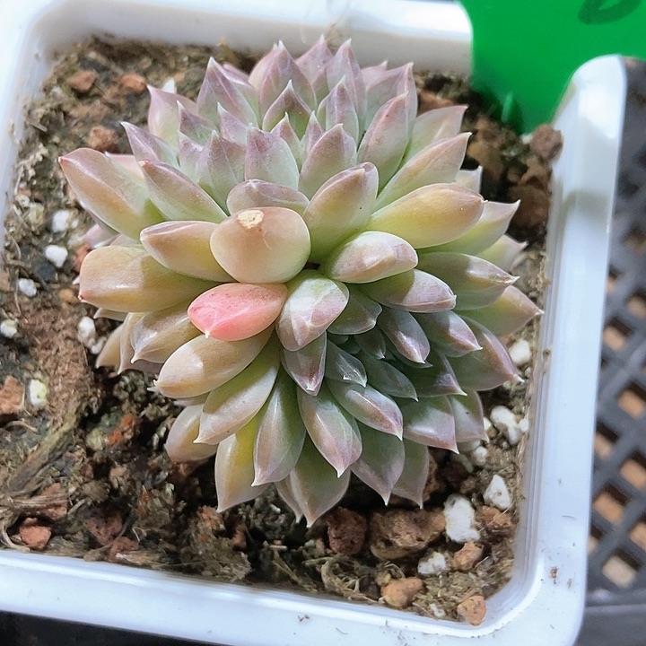 多肉植物慕斯美人2087