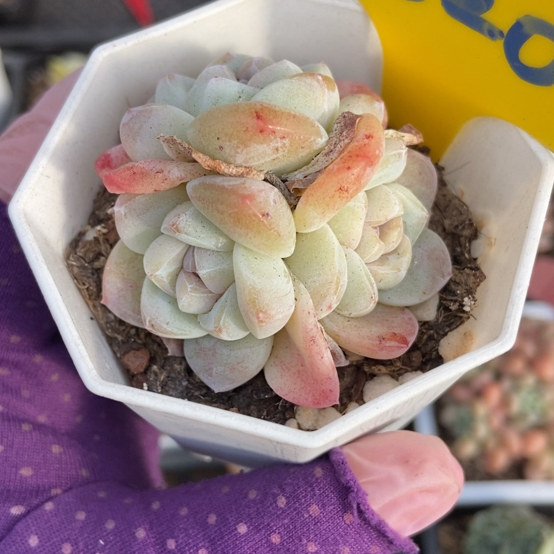 820冰玉多肉植物