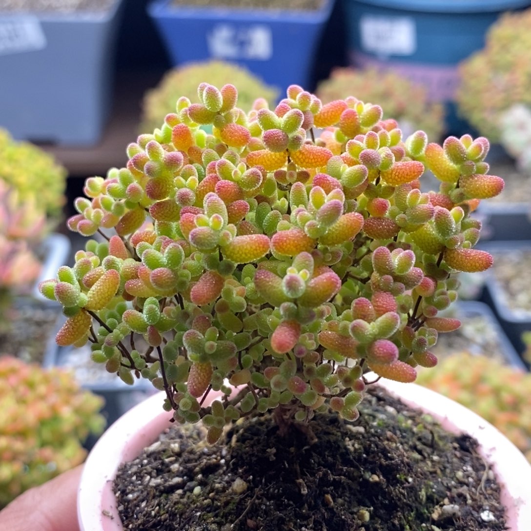 蜜橘糖球676。         