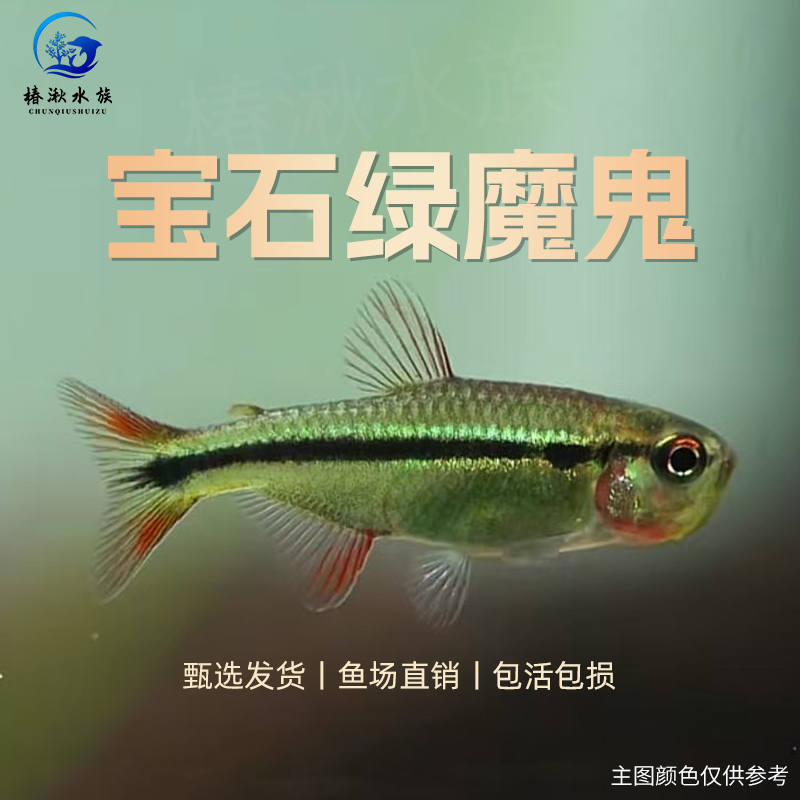 【椿湫水族】宝石绿魔鬼灯鱼