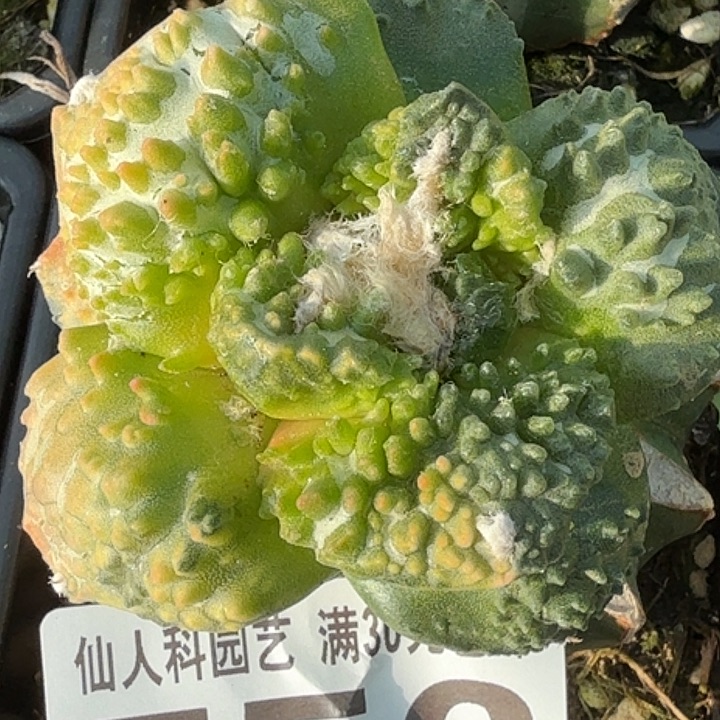 无花朵大尤哥怒锦756