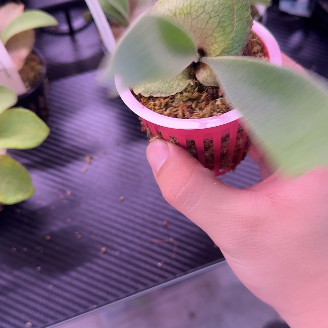 优选a9鹿角蕨鹿角蕨