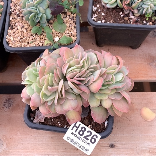 桃花坞缀化826 亏本处理退款拉黑7-8天发货