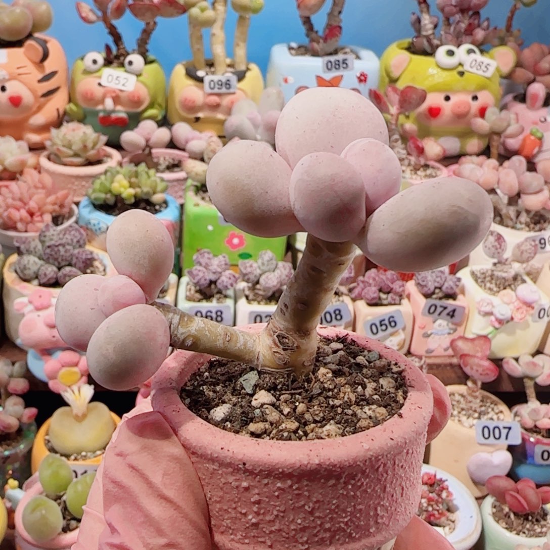 TY字蛋黄奶盆口3.5cm