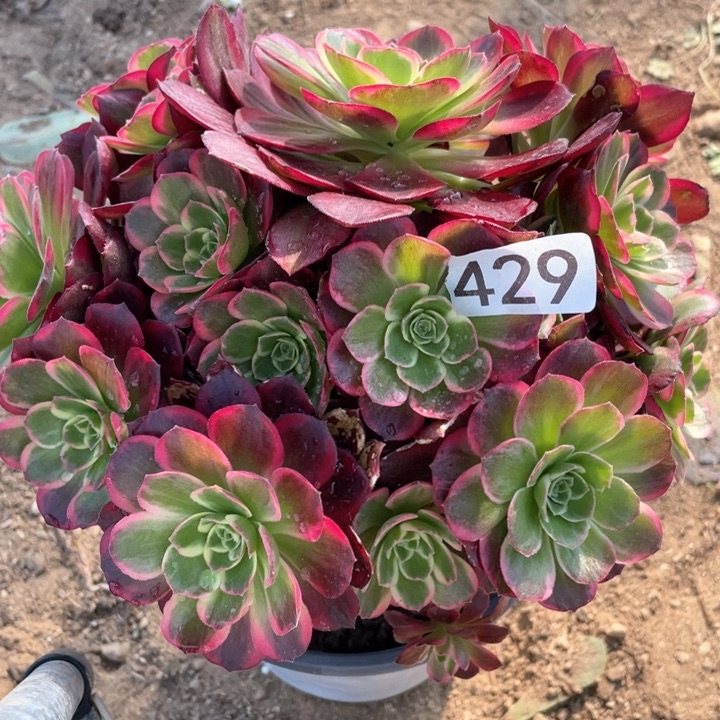 429多肉植物安娜