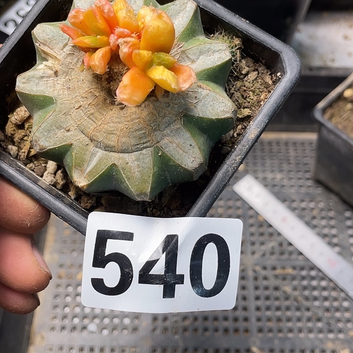 完全开放540哥斯拉锦