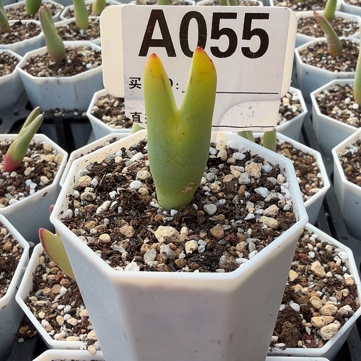 嫣***尘055。多肉植物的生长