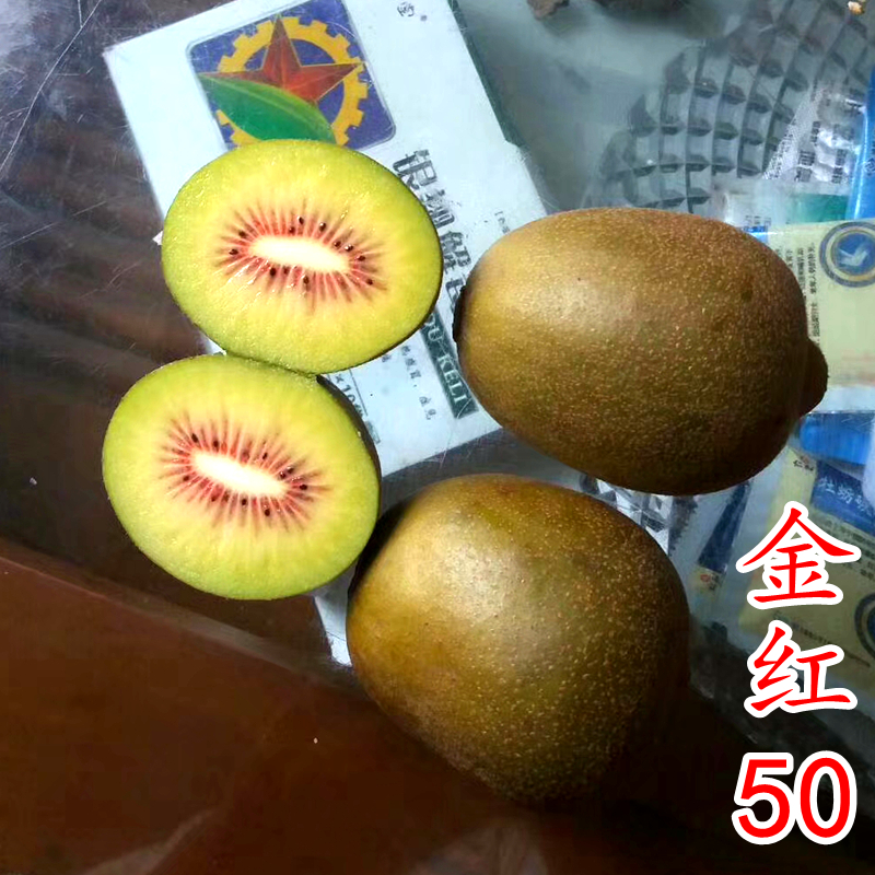 【金红50猕猴桃苗】红心晚熟抗病奇异果授粉树爬藤猕猴桃苗