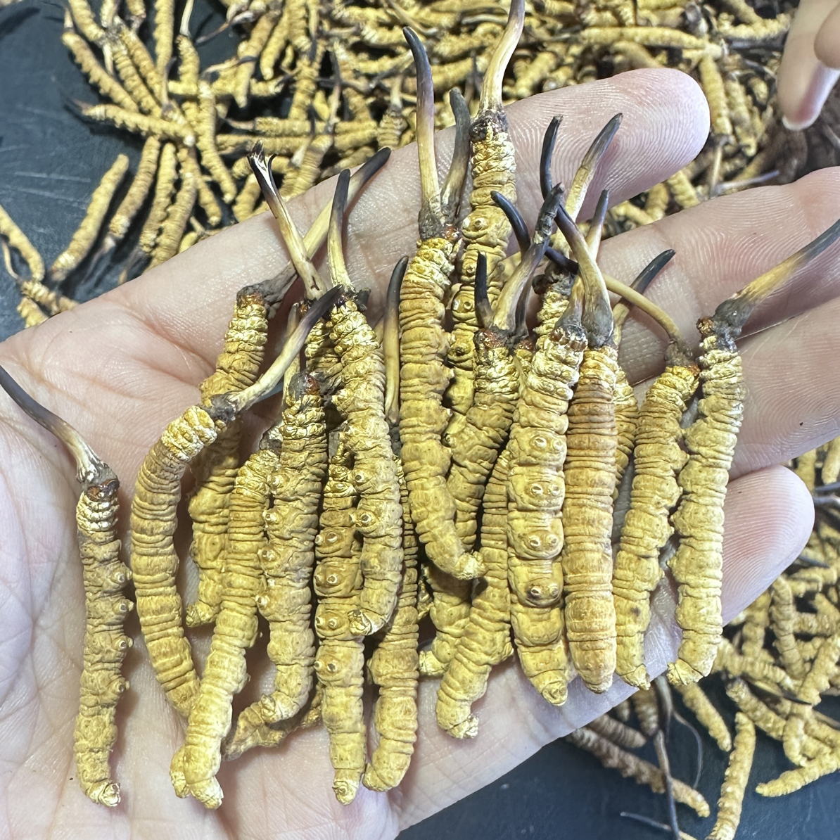 【2根1克小黄芽】那曲虫草 高品质冬虫夏草 高海拔那曲大草 干虫草