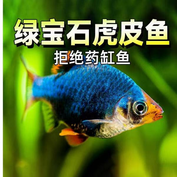 绿宝石虎皮鱼等多种虎皮热带活体观赏鱼适合新手养殖耐活