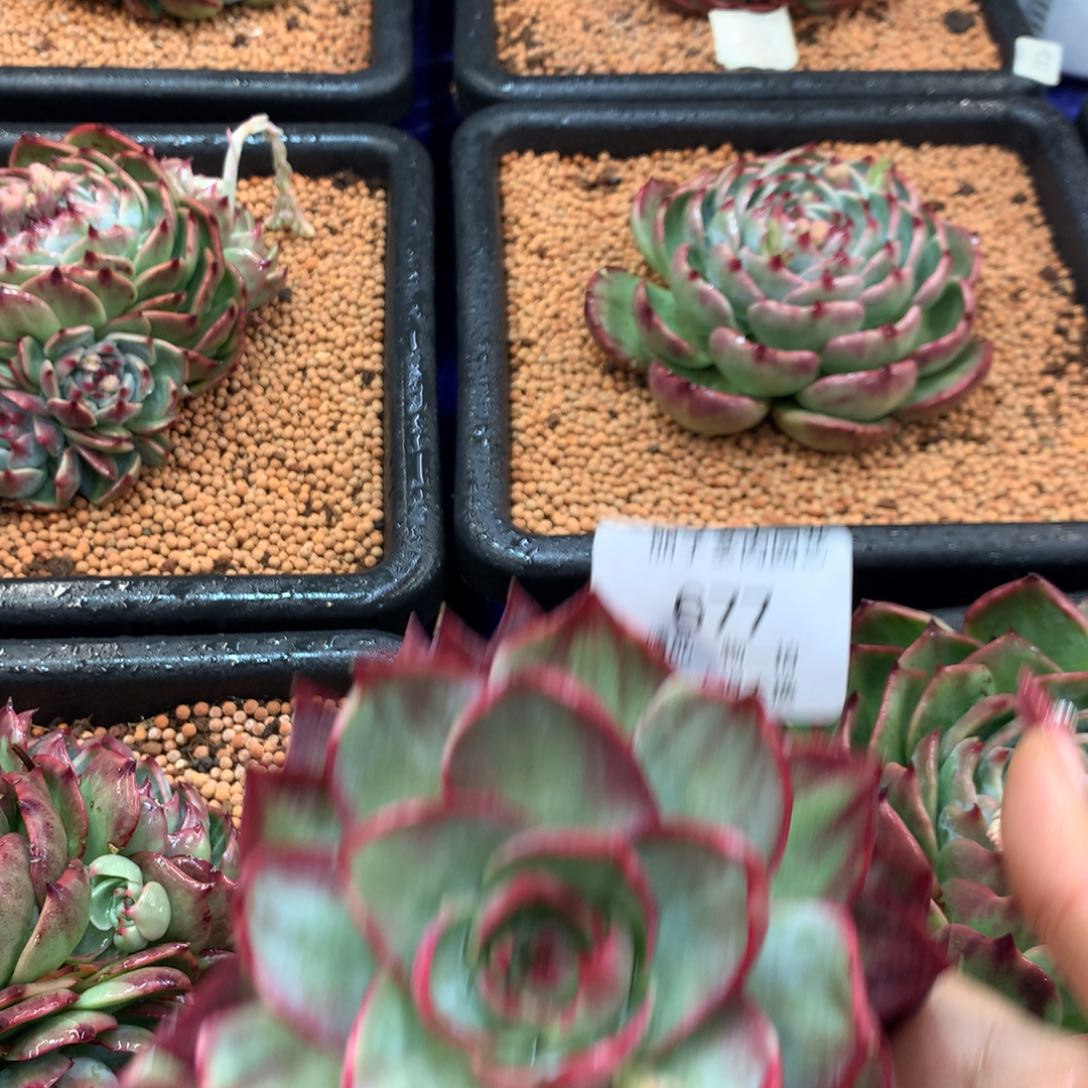 677，多肉植物惊鸿13