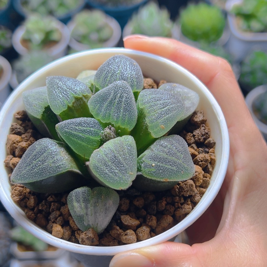 青瓷玉露多肉多肉