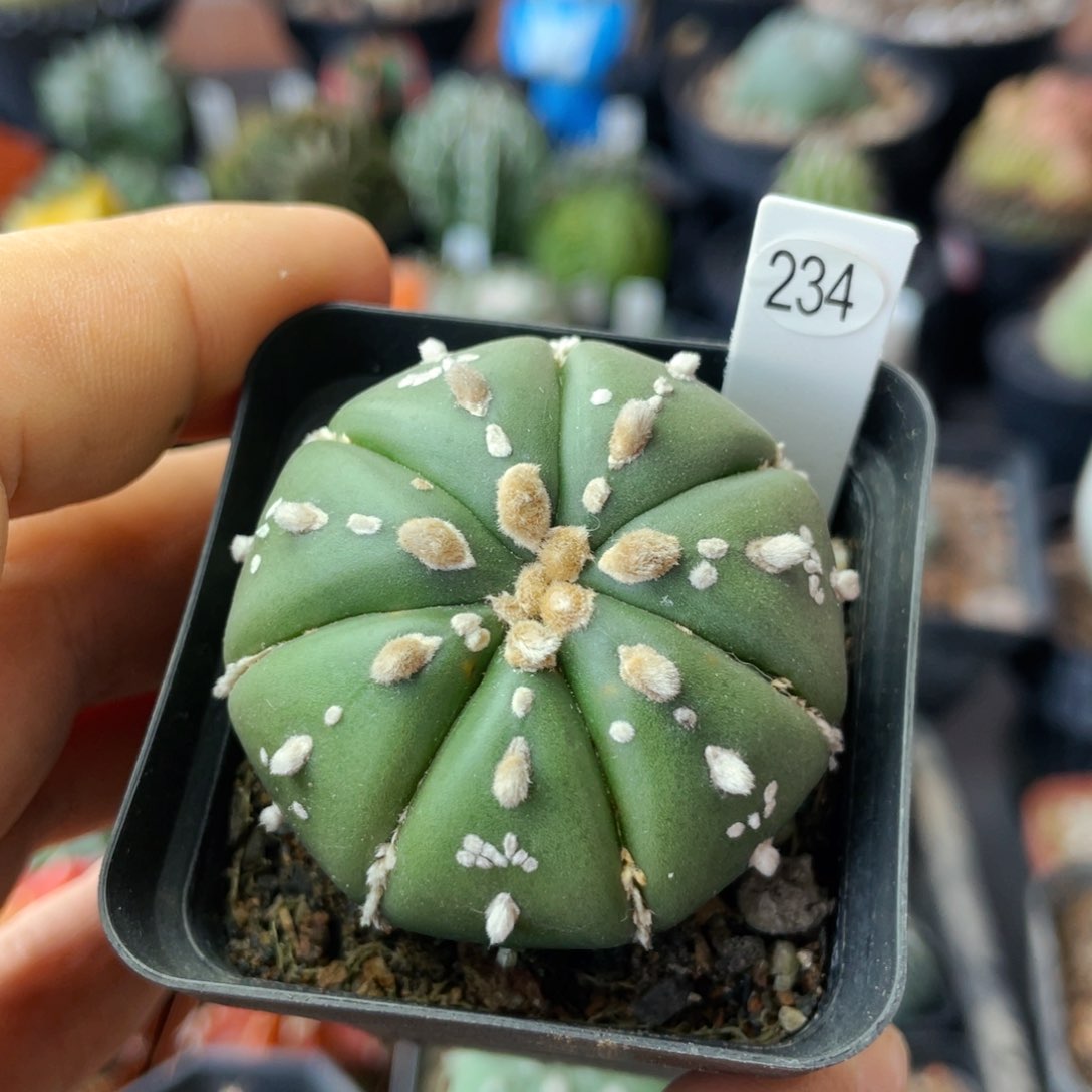 仙人球满28包邮盆5公分