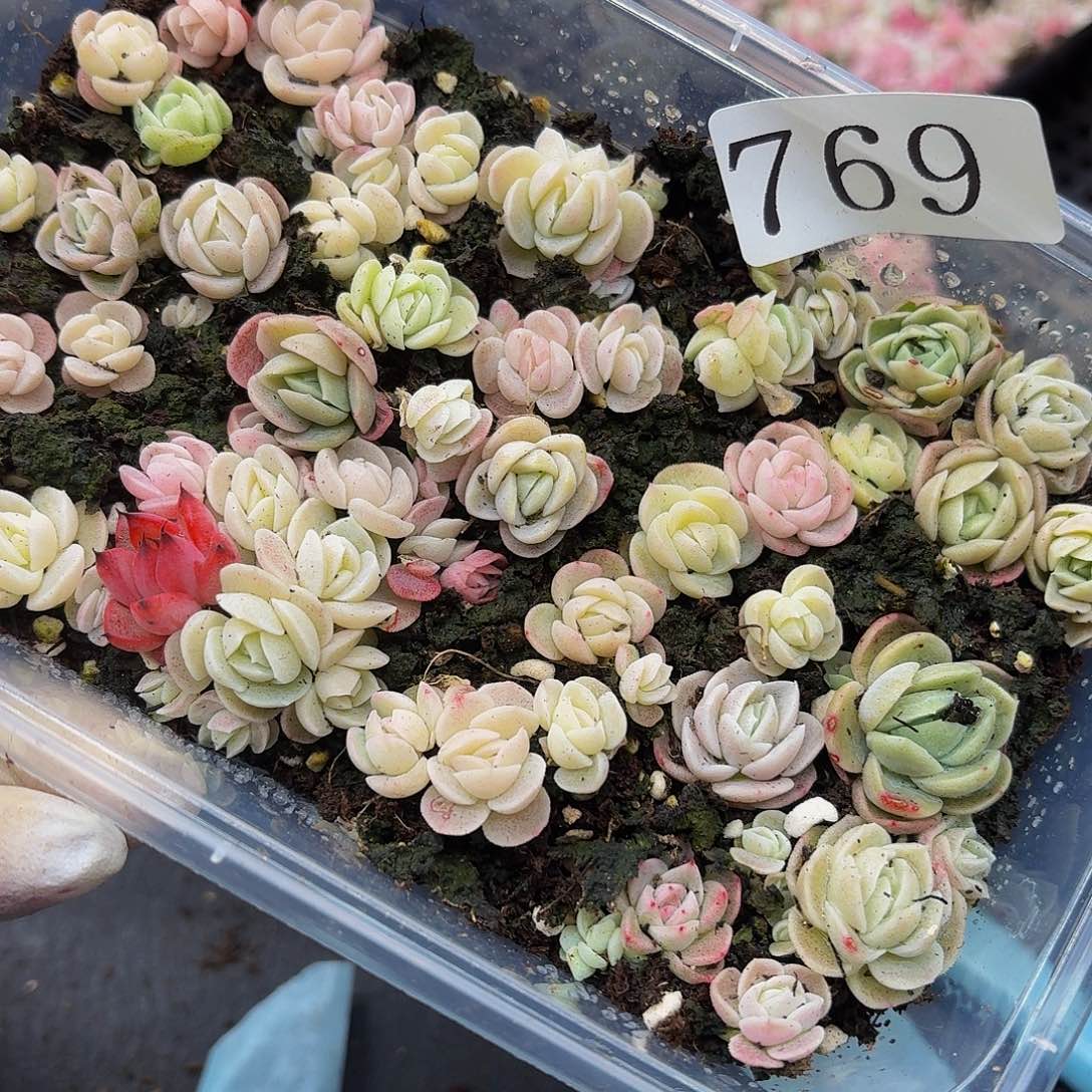 多肉植物多肉植物769