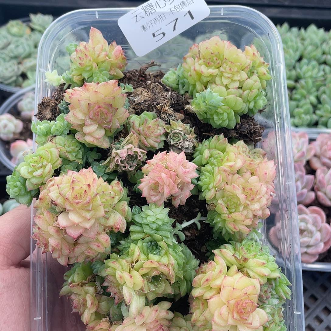 云糖心多肉植物571